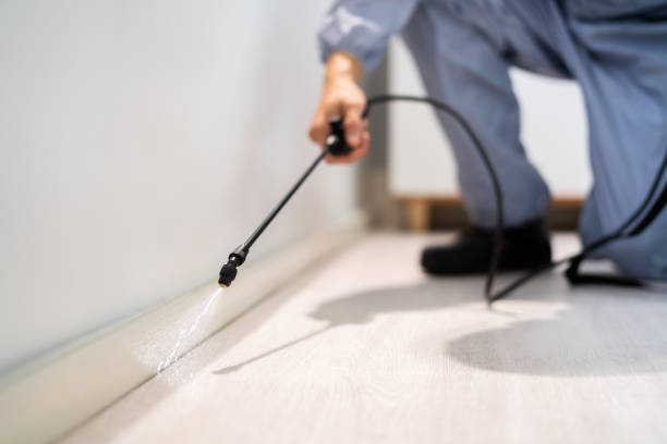Professional exterminator conducting IPM assessment in Bristol